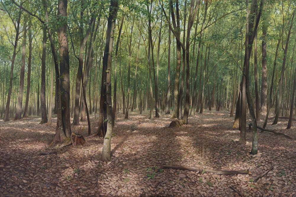 In the Beech Forest