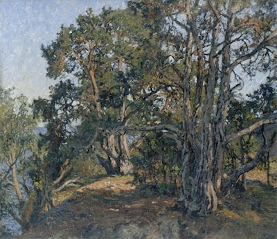 Fir Trees at the Coast
